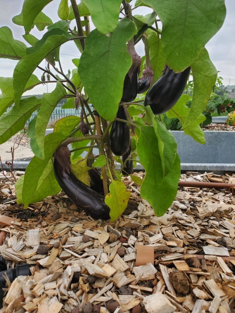 Rooftop maraîcher Métal 57