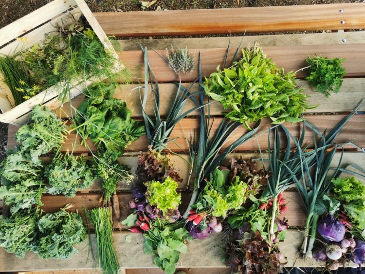 Le Jardin partagé de Stains