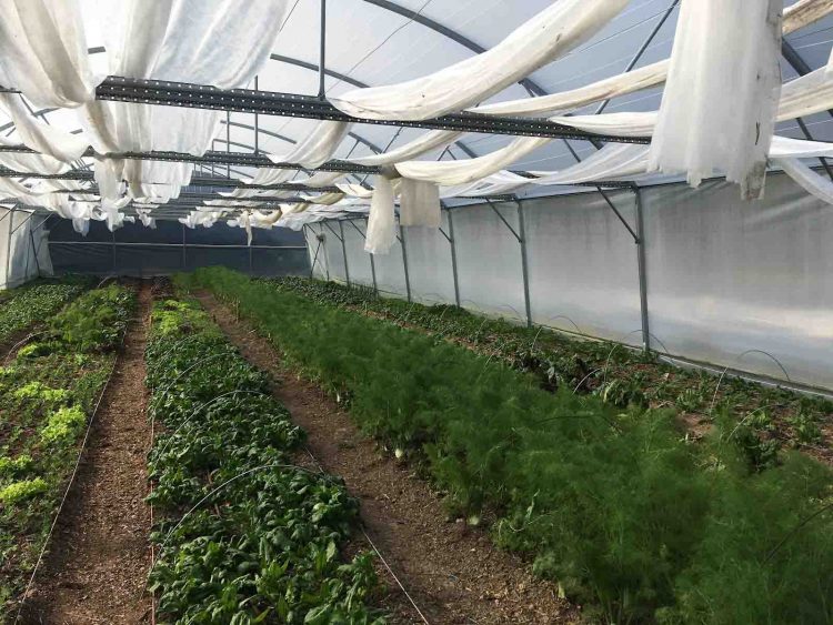 La Ferme maraîchère Marlotte