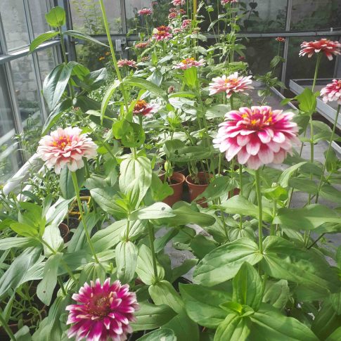 La Ferme des Fleurs La Ferme des Fleurs
